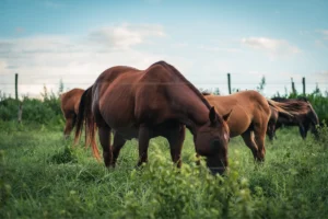 AMSvet Toxicología veterinaria caballos