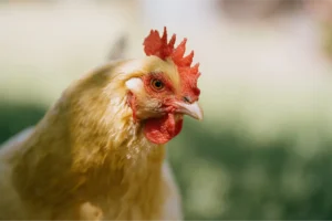 Toxicología veterinaria aves AMSvet