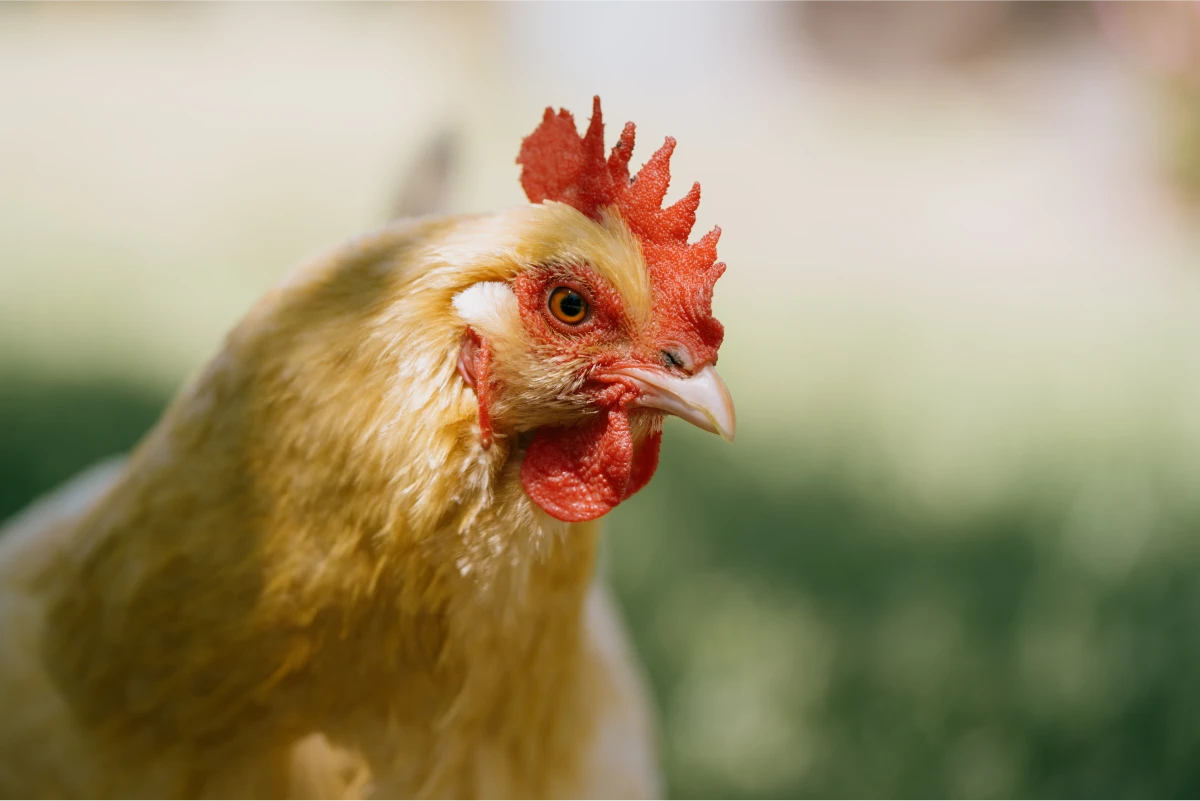 Toxicología veterinaria aves AMSvet