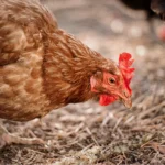Toxicología veterinaria aves AMSvet
