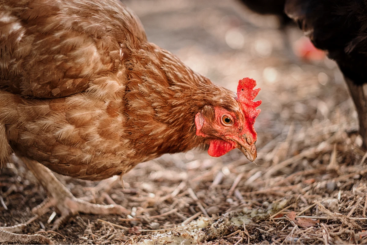 Toxicología veterinaria aves AMSvet