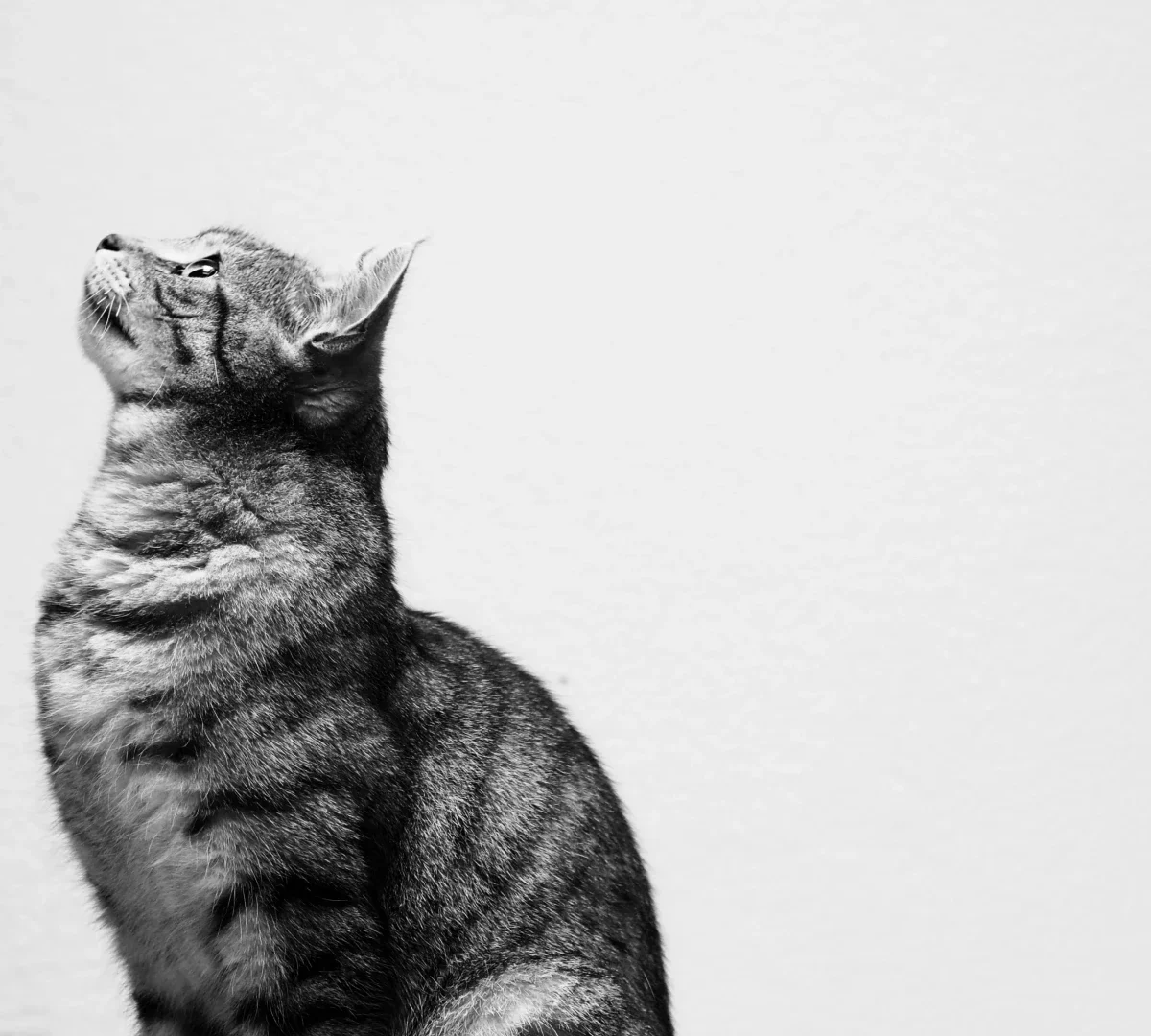 AMSvet Toxicología gatos