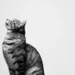 AMSvet Toxicología gatos