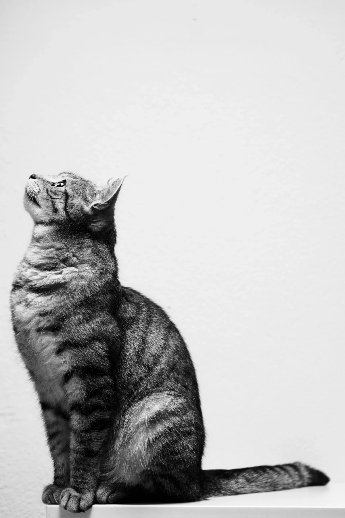 AMSvet Toxicología gatos