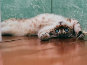 AMSvet Toxicología veterinaria gatos