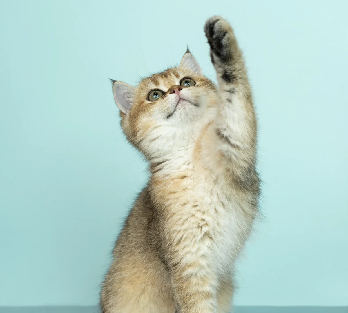 AMSvet Toxicología veterinaria gatos