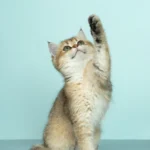 AMSvet Toxicología veterinaria gatos