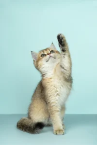 AMSvet Toxicología veterinaria gatos