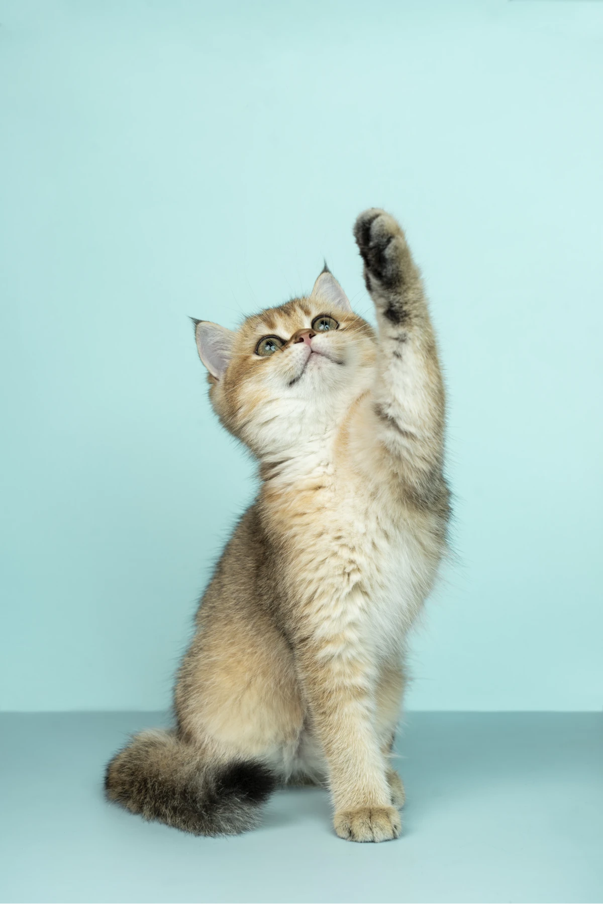 AMSvet Toxicología veterinaria gatos