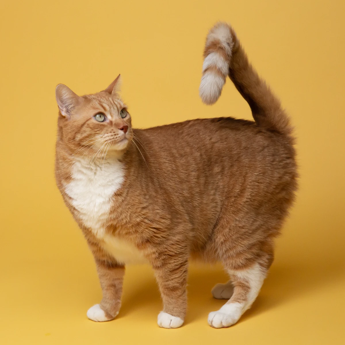 Toxicología veterinaria gato