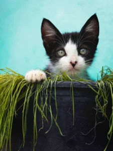 AMSvet Toxicología gatos