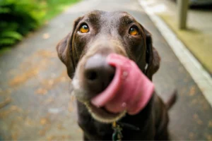 AMSvet Toxicología veterinaria perros
