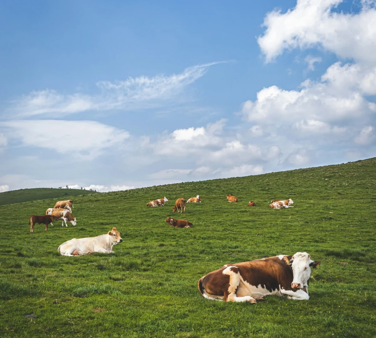 AMSvet Toxicología veterinaria ganado