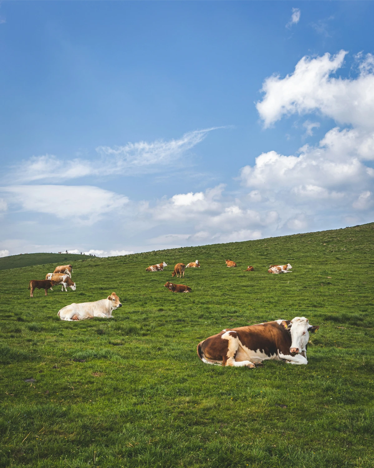AMSvet Toxicología veterinaria ganado