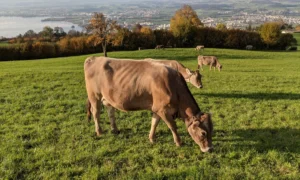 AMSvet Toxicología vacas