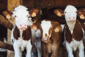 AMSvet Toxicología veterinaria ganado