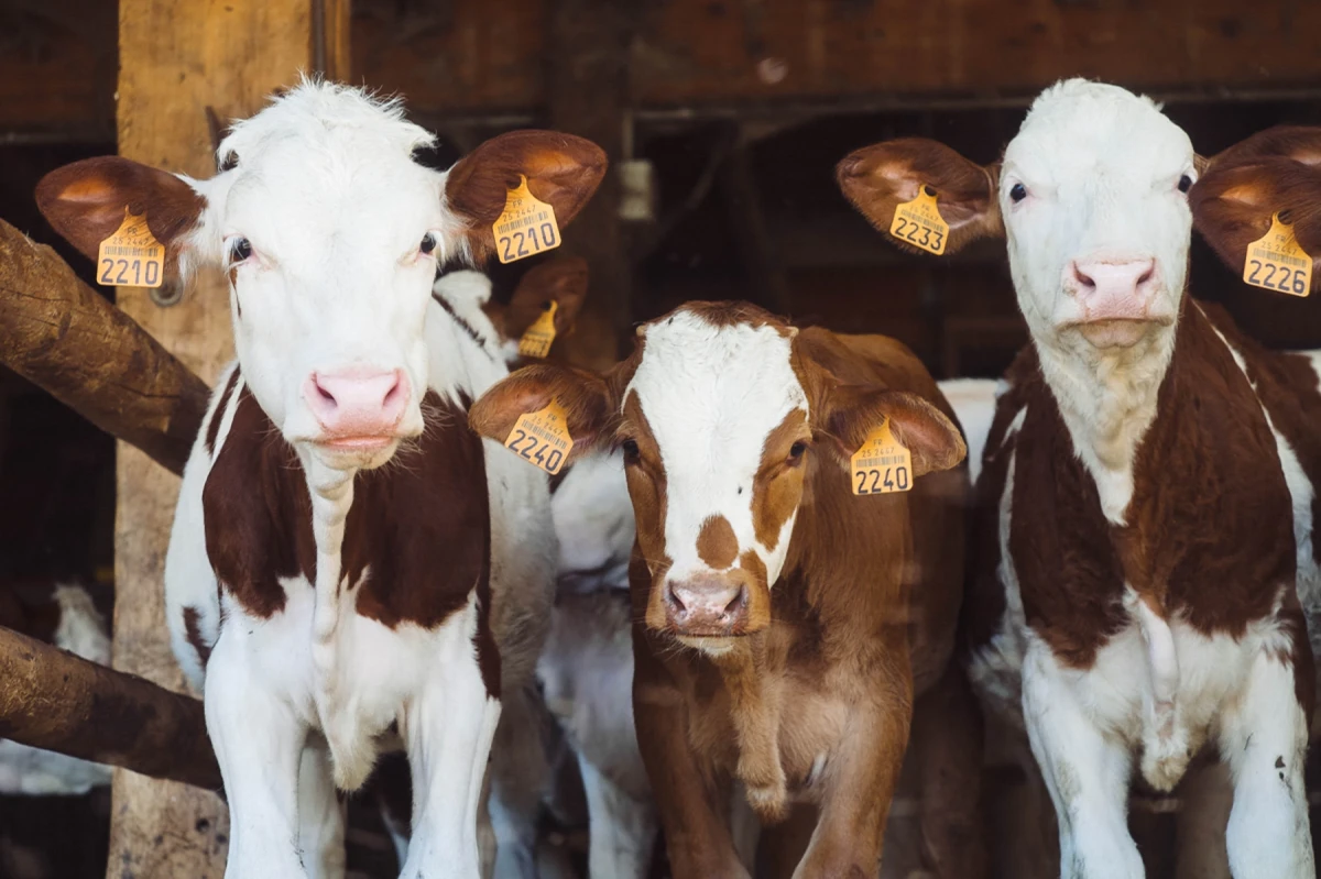 AMSvet Toxicología veterinaria ganado