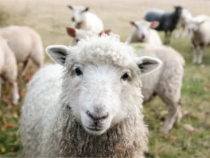 AMSvet Toxicología veterinaria ovejas