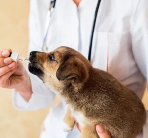AMSvet Toxicología veterinaria cachorros