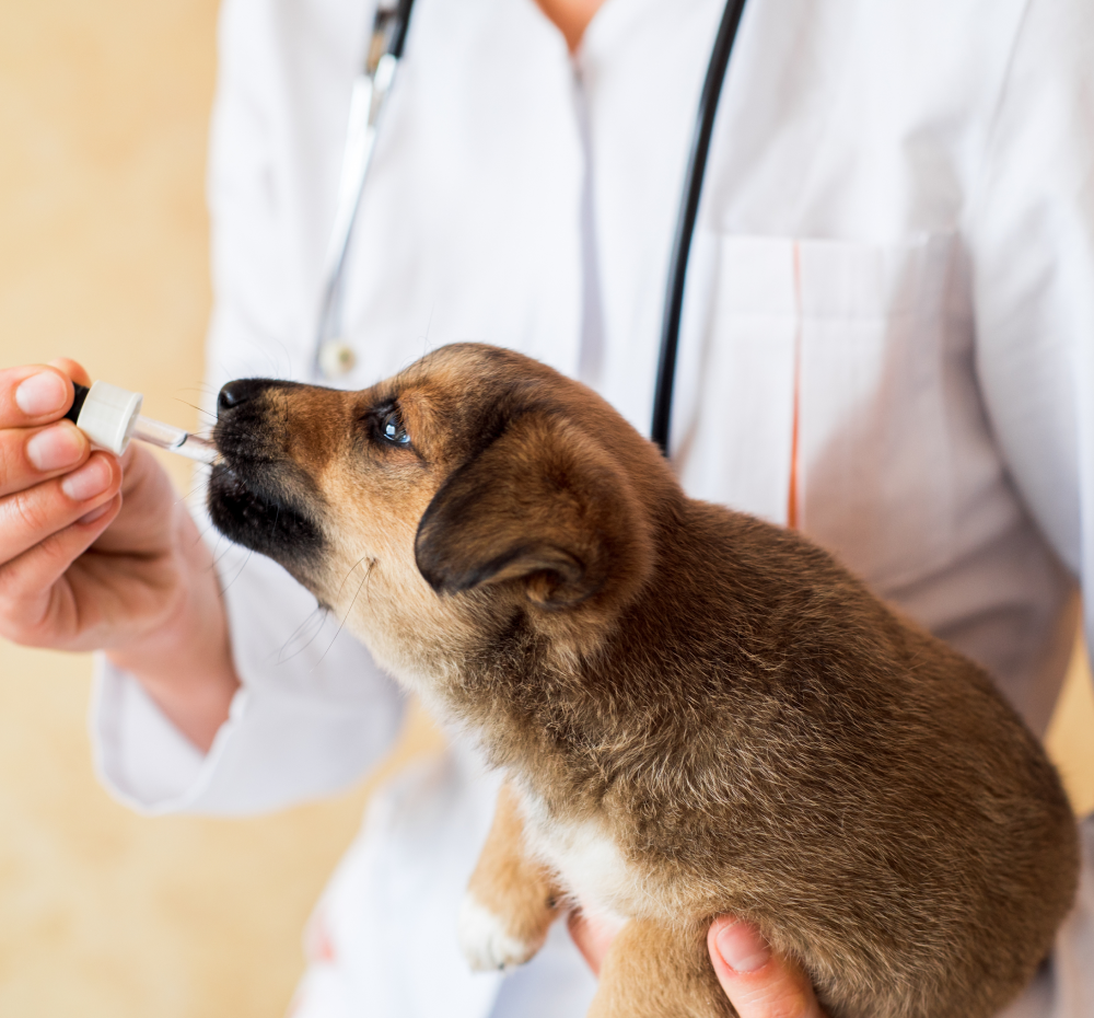 AMSvet Toxicología veterinaria cachorros