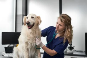 AMSvet Toxicología veterinaria mascotas