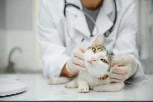 AMSvet Toxicología veterinaria mascotas