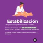 Estabilización Animales intoxicados