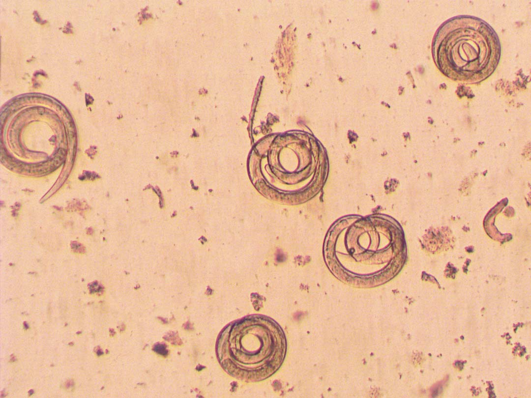 Triquinelosis Toxicología Veterinaria