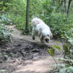 Envenenamiento en mascotas por toxinas de sapo
