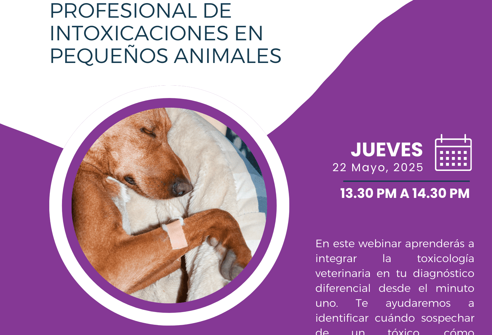 Webinar intoxicaciones en mascotas