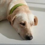 perro intoxicado