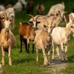 Intoxicación por metales pesados en el ganado