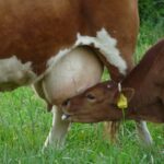 Aflatoxinas en leche