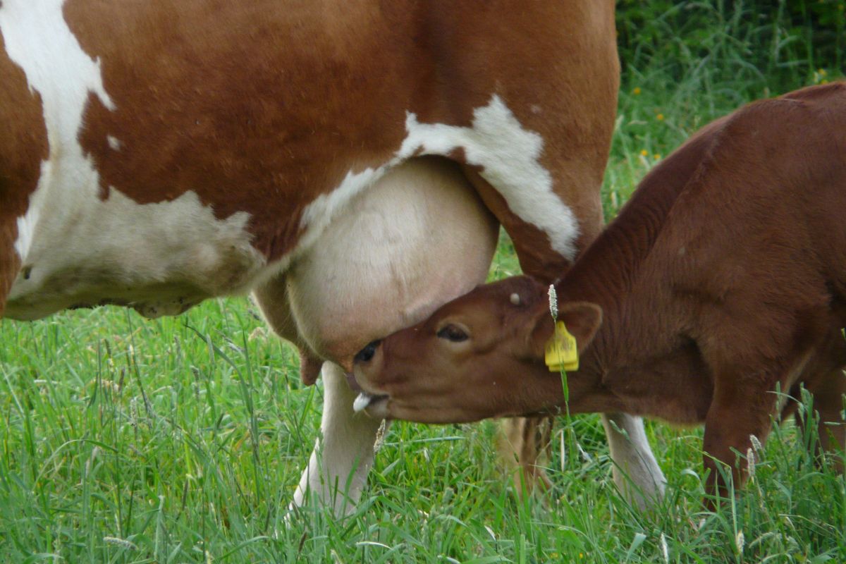 Aflatoxinas en leche